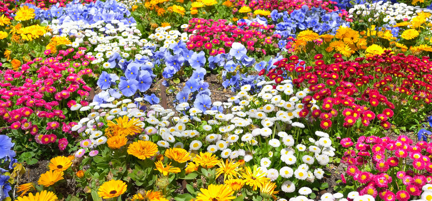 Dương Mạnh Tuấn Title