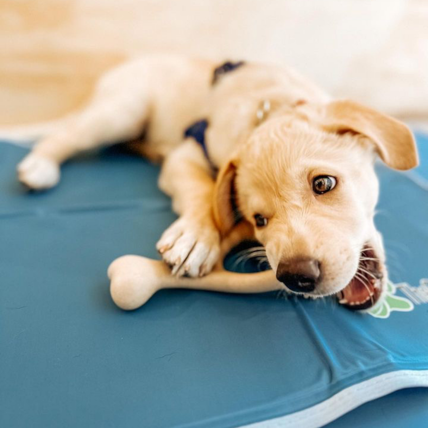 BetterBone SOFT Durability CHEW TOY: Natural Ingredients, Perfet for Teething Puppies, Senior Dogs & Gentle Chewers