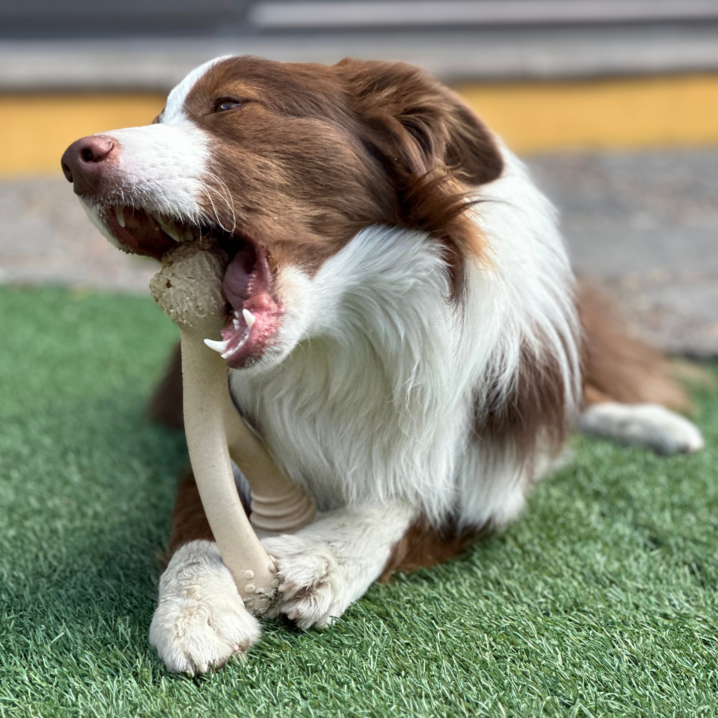 BetterBone SOFT Durability CHEW TOY: Natural Ingredients, Perfet for Teething Puppies, Senior Dogs & Gentle Chewers