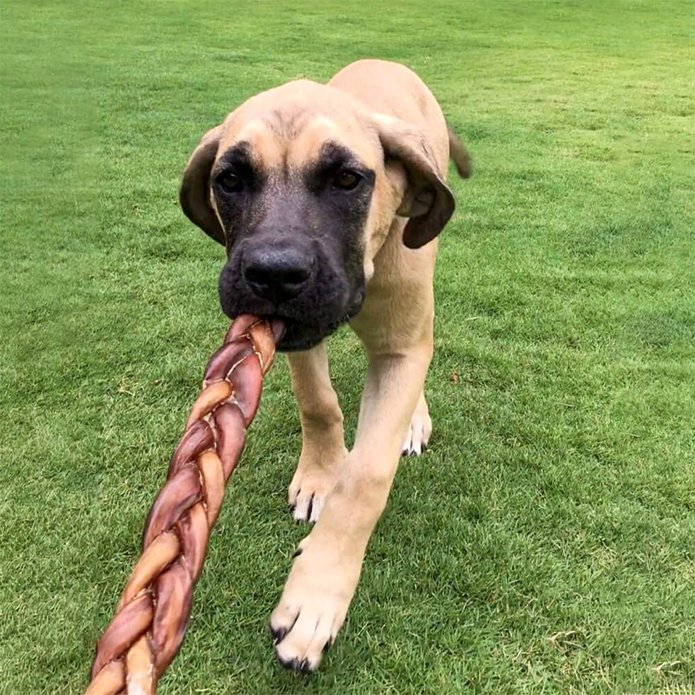 6" Braided Bully Sticks (10-Pack)