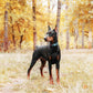 2 Packs Dog Training Collars for Small Medium Large Dogs