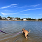3/4 inch Biothane Long Line 20 Ft