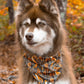 Foxes in Fall Dog Bandana & Matching Keychain
