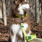 Mossy Pine Waterproof Leash