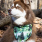 Evergreen Explorer Dog Bandana & Matching Keychain