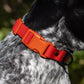 Scarlet Peaks Waterproof Dog Collar