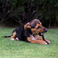 6" Junior Bully Sticks (25 sticks bag)