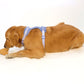 Croissant Nose Work Toy / Enrichment Toy