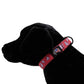 Collars.  Ballistic Solids & Print Designs