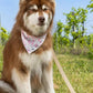 Champagne Fizz Vegan Leather Dog Collar