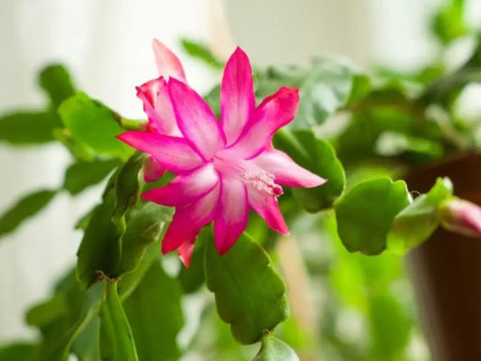 Dương Mạnh Tuấn Title