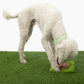 Hollywoof Nose Work Dog Toy