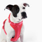 Harness