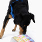 Painted Ladies Nose Work Dog Toy
