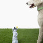 Liberty Nose Work Dog Toy