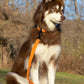 Crimson Glow Waterproof Dog Leash