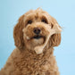 BetterBone SOFT Durability CHEW TOY: Natural Ingredients, Perfet for Teething Puppies, Senior Dogs & Gentle Chewers
