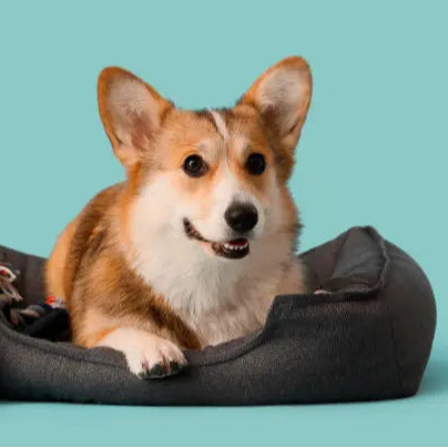 Corgi dog lying on a dark gray pet bed against a teal background