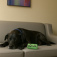 240 Count - Dog Poop Bags