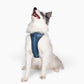 Harness