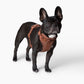 Harness