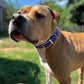 Sport Collar - Biothane