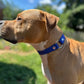 Sport Collar - Biothane