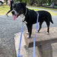Eurolead - 8 Way Leash