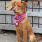 Spooky Bat Squares Dog Bandana