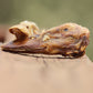 Duck Head