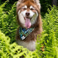 Magical Fern Forest Dog Bandana & Matching Keychain