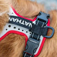 Nathan reflective dog harness