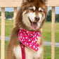 Red Mountain Syrah Dog Bandana & Matching Keychain