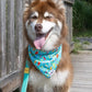 Seaside Sips Dog Bandana & Matching Keychain