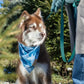 Siberian Spruce Dog Bandana & Matching Keychain