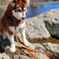 Sierra Sunrise Vegan Leather Dog Leash