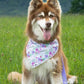 Wildflower Meadow Dog Bandana & Matching Keychain