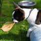 Cow Ears (15-Pack)
