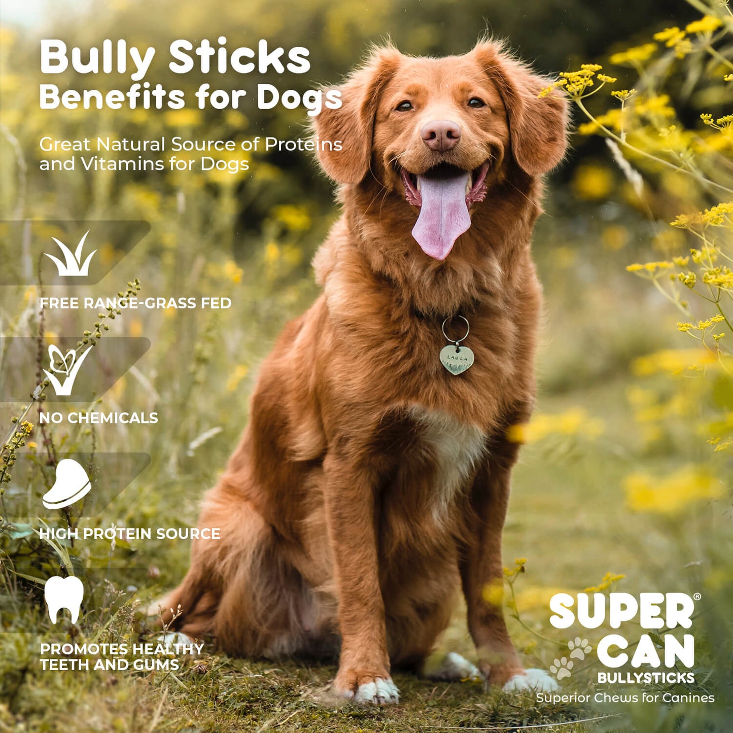 6" Junior Bully Sticks (25 sticks bag)