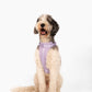 Harness