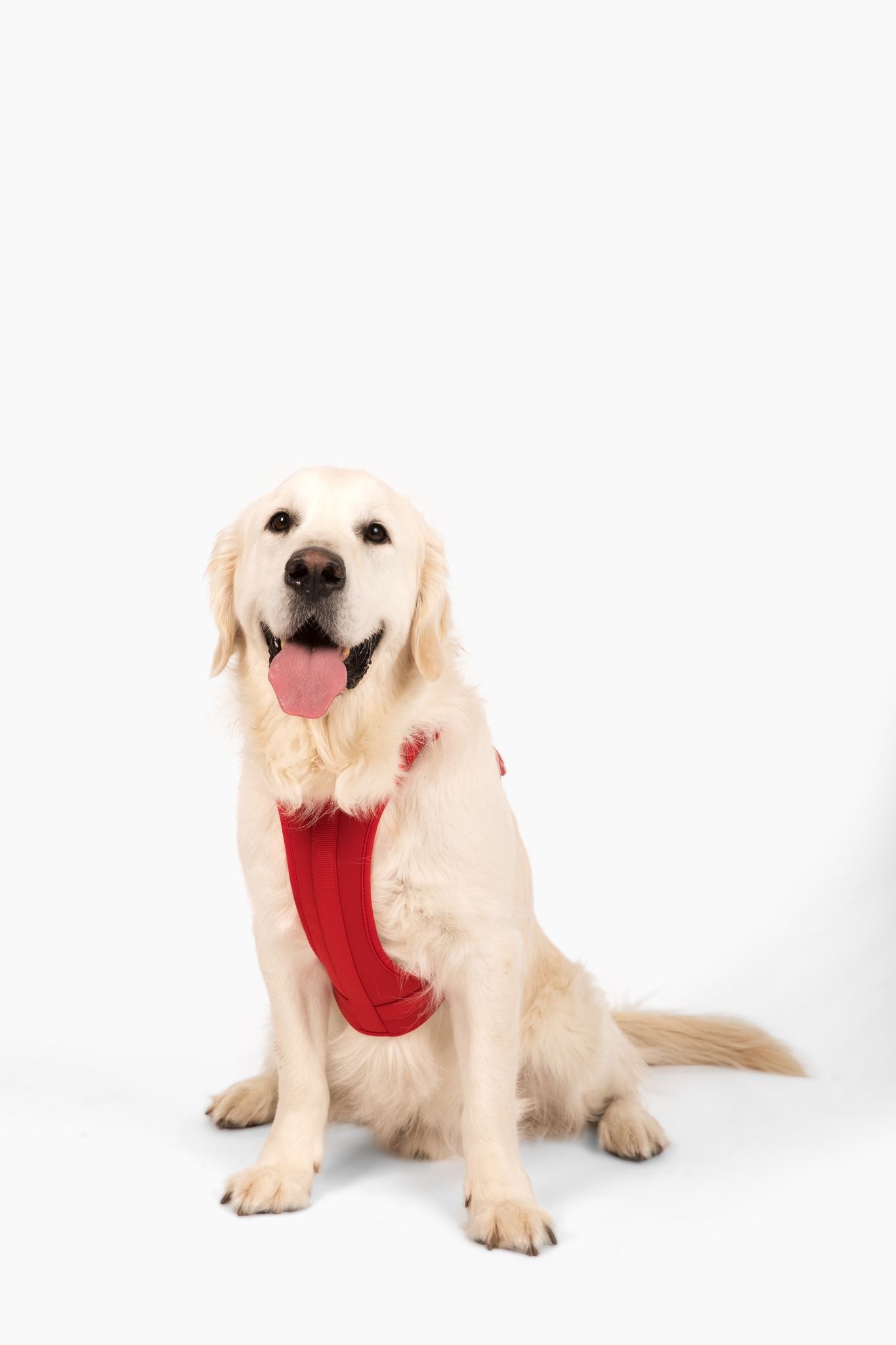 Harness