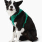Harness