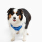 Step In Dog Harness