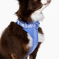 Harness