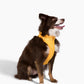 Harness