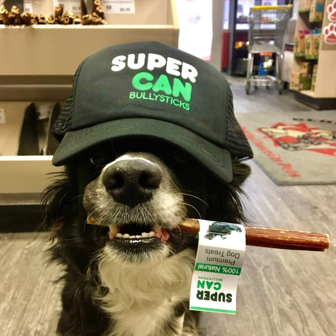 6" Standard Bully Sticks (25-Pack)